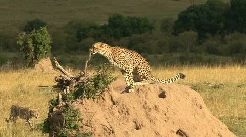 CHEETAH ON TERMITE MOUND Video stock 22025716