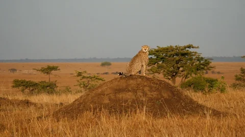 Cheetah on termite mound Stock Footage 107951201