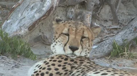 Cheetah thinks you are Boring Stock Footage 22142006