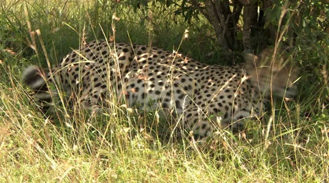 Cheetah tired Stock Footage 33700256