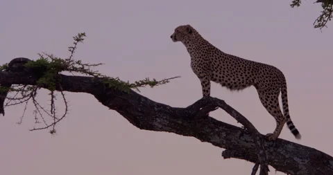 A Cheetah on top an acacia tree staring savannah at midday Stock Footage 314784165