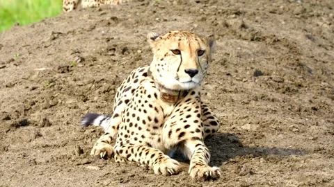 Cheetah with a tracking collar resting on the ground in the wild Video stock 335049819