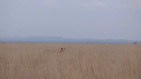 Cheetah tracking prey during afternoon in savannah Stock Footage 314793428