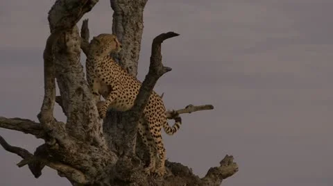 CHEETAH IN TREE CLOSE 動画素材 12766388