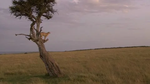 CHEETAH IN TREE FAR Video stock 12765212
