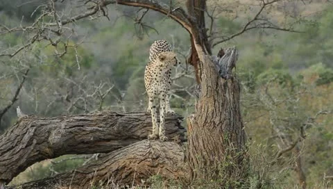 Cheetah on a tree Stock Footage 11400354