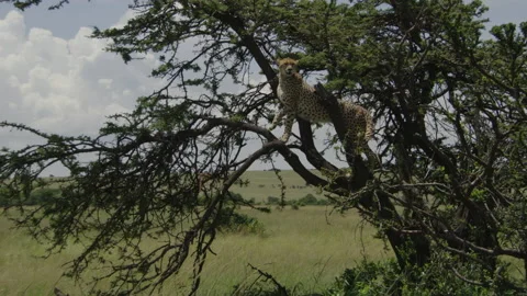 Cheetah in tree Stock Footage 144104568