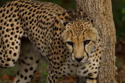 Cheetah at a tree Stock Photos
