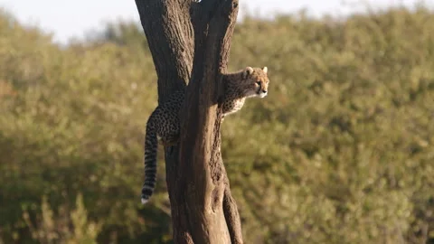 Cheetah in the Trunk of a Tree Stock Footage 269110542