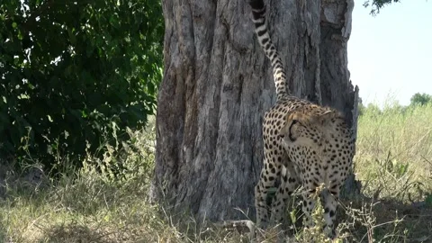 Cheetah turns with back to the tree and scent‑marks; spray visible — Part 2 Stock Footage 320845172