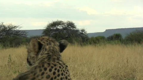 Cheetah turns head 库存影片 300770