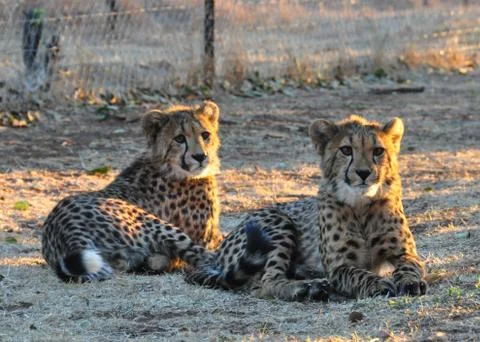 Cheetah twins Stock Photos