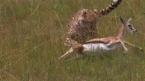Cheetah using termite mound as cover and catches a gazelle Stock Footage 172160215