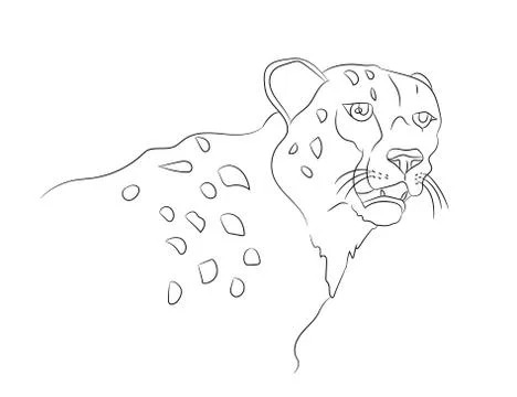 Cheetah vector illustration, line drawing, vector Stock Illustration