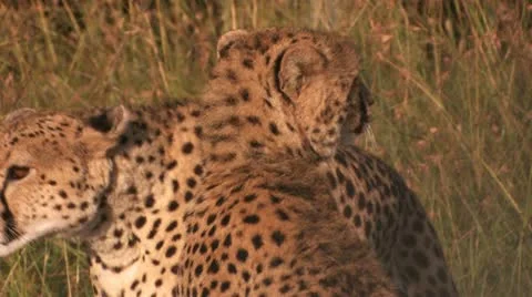 Cheetah walk Stock Footage 22270109