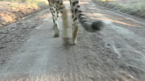 Cheetah walk infront of camera Stock Footage 22781874