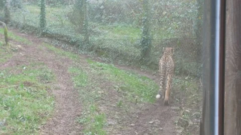 Cheetah Walking 1 4k Stock Footage 122014540