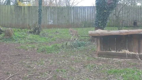 Cheetah Walking 2 4k Stock Footage 122014661