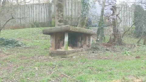 Cheetah Walking 3 4k Stock Footage 122014635