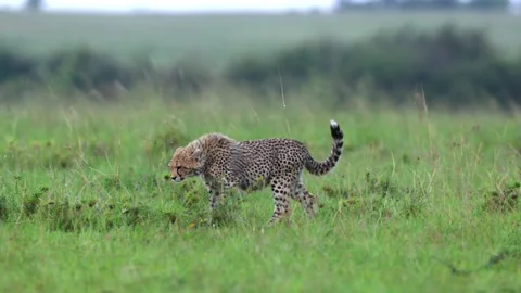 Cheetah walking alone3 库存影片 311731906