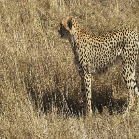 Cheetah walking and facing to the left in masai mara, kenya Stock Footage 69319351