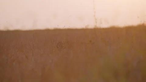 Cheetah walking and running under golden lit grasslands Video stock 314782344