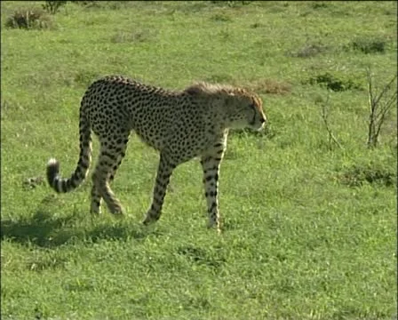 Cheetah walking and siting down Stock Footage 11615447