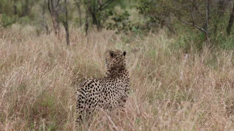 Cheetah Walking and Sitting Down in High Savanna Grass Back to Camera Stock Footage 341369092