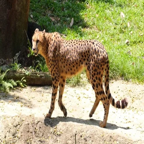 Cheetah Walking Anxiously in Zoo Stock Footage