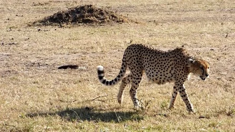 Cheetah walking around in kenya Stock Footage 86100871