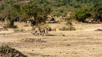 Cheetah walking around in kenya Stock Footage 86101164