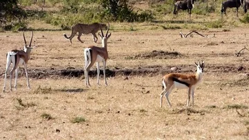 Cheetah walking around in kenya Stock Footage 86101559