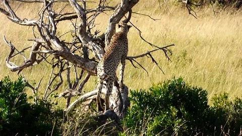 Cheetah walking around in kenya Stock Footage 86101653