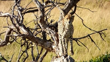 Cheetah walking around in kenya Stock Footage 86101830