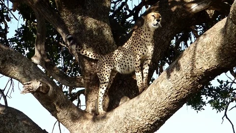 Cheetah walking around in kenya Stock Footage 86102298
