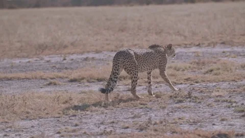 Cheetah walking away from camera on barren salty plains of the Kalahari Stock Footage 84201200