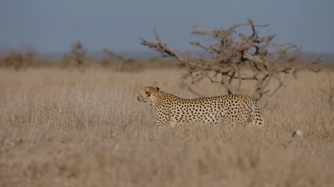 Cheetah walking behind dry shrubs in grassland savannah Stock Footage 314786416