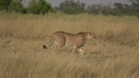 Cheetah Walking continues — Part 5 Video stock 320845445