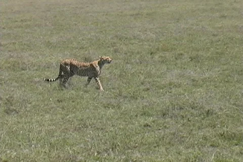Cheetah walking Stock Footage 126027