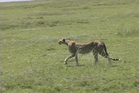 Cheetah walking Stock Footage 126031