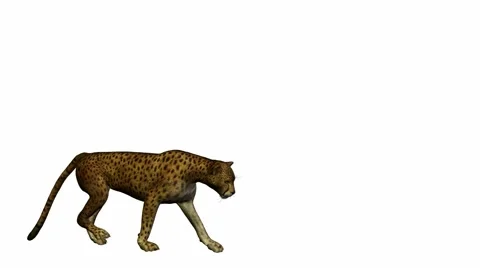 Cheetah Walking Stock Footage 941911