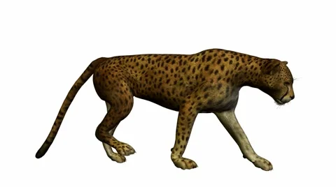 Cheetah Walking Stock Footage 941912