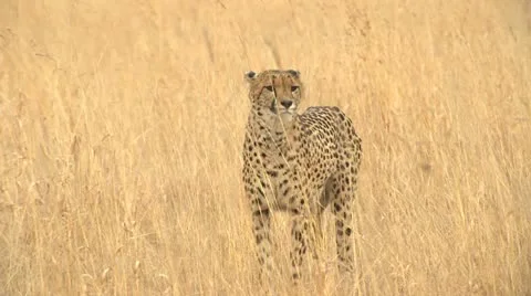 Cheetah walking Stock Footage 10989417