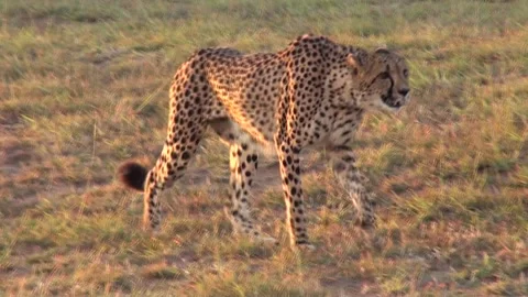 Cheetah walking Vídeos de archivo 146590961