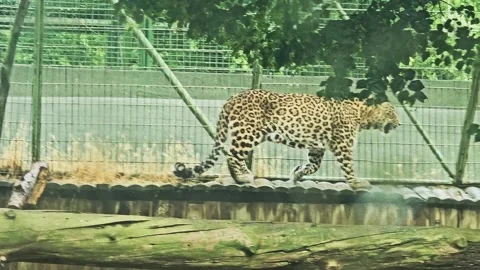 A cheetah walking on a. Stock Footage 282632751
