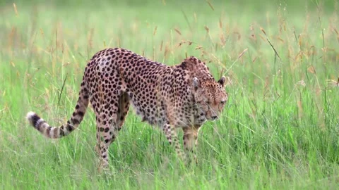 Cheetah walking Stock Footage 311731931