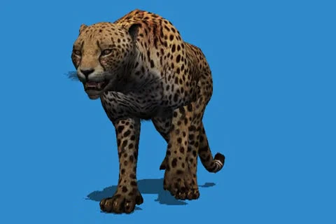 Cheetah Walking Frontal View Video stock 25086035