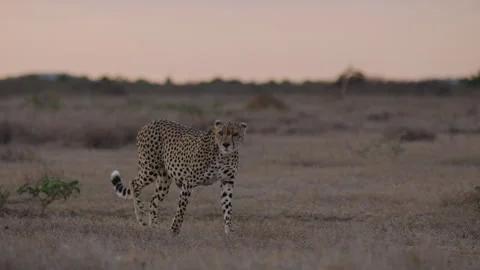 Cheetah walking gracefully in evening light in savannah Stock Footage 314781224