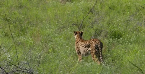 Cheetah walking in the grass 動画素材 252308852