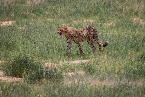 Cheetah walking in the grass. Stock Photos